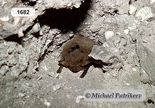 Kuhl's Pipistrelle (Pipistrellus kuhlii)